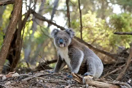 australia most endangered animals