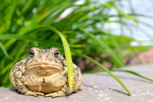 toad on porch
