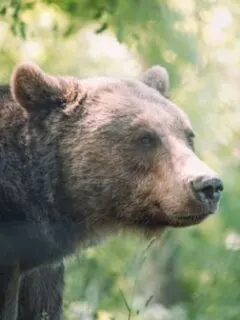 grizzly bear cutest US animal