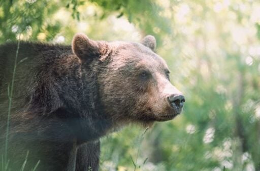 grizzly bear cutest US animal