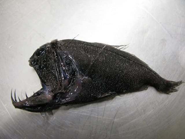 Angler Fish most ugly fish