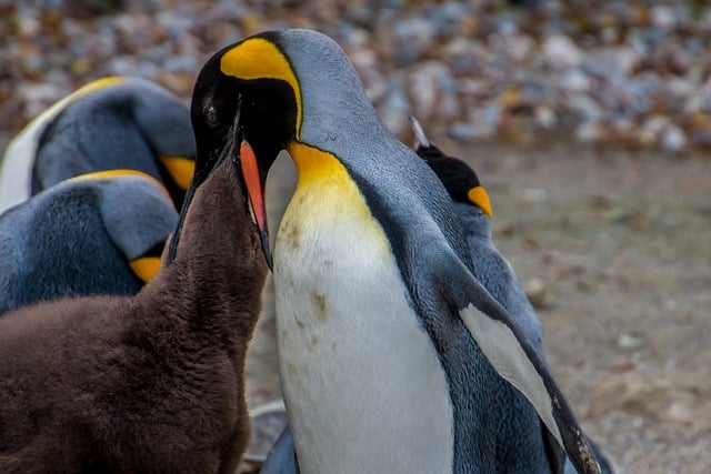 emperor penguin feeding baby