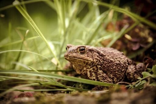 true toad endangered amphibian