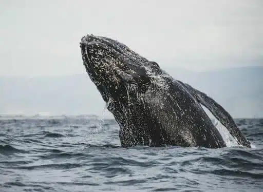 North Atlantic Right Whale endangered