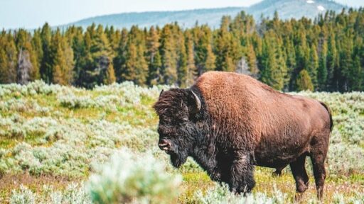 wood bison most endangered animals in North America