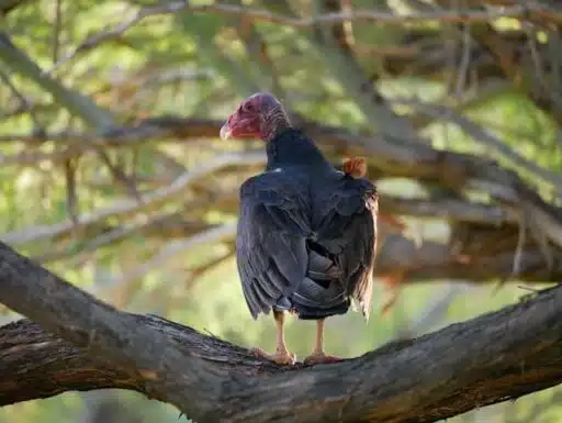 Red-Headed Vulture endangered animal