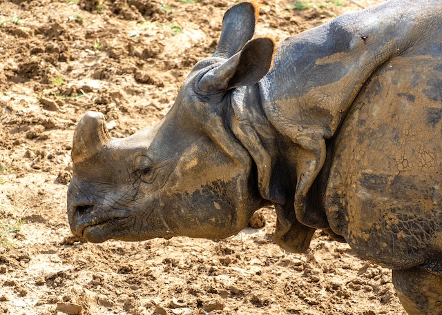 Javan Rhinoceros endangered animal