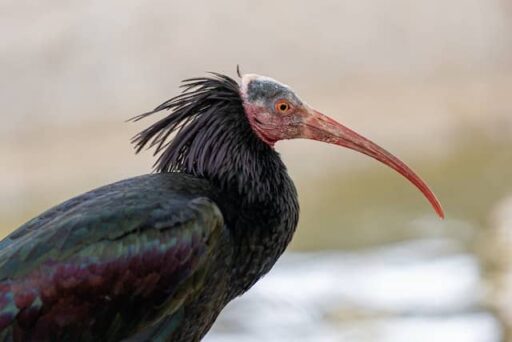 bald ibis endangered animal