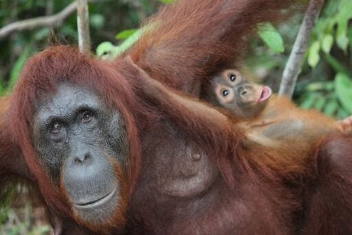 Sumatran Orangutan endangered animal