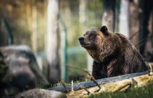 Eurasian Brown Bear endangered animal