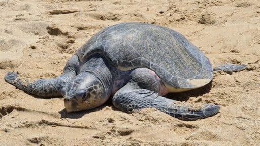 Kemp's Ridley Sea Turtle cutest US animal
