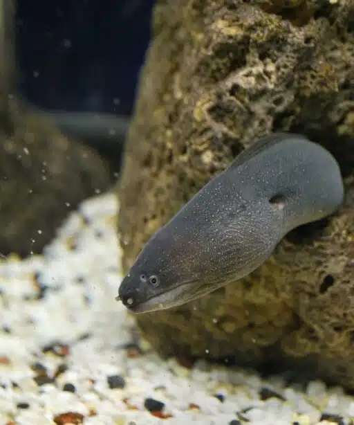 European eel endangered fish