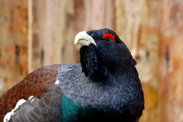 Eurasian Capercaillie endangered animal