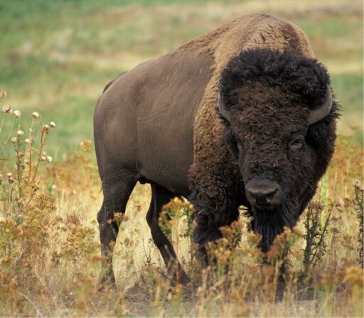European bison endangered animal