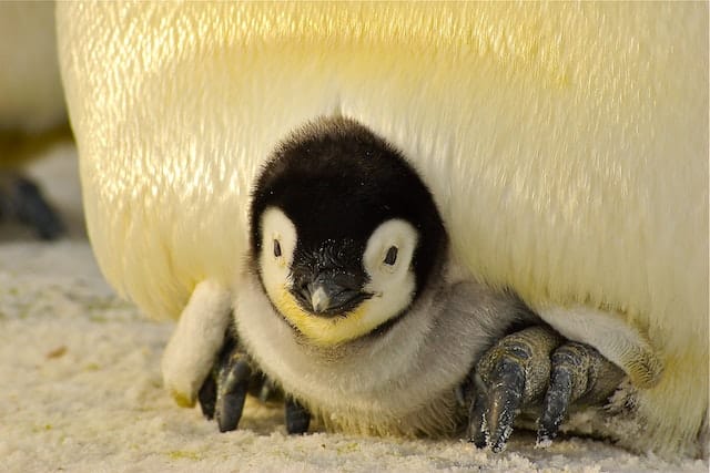 emperor penguin baby