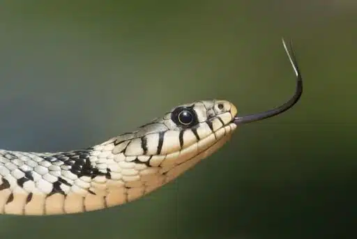 sniffing snake