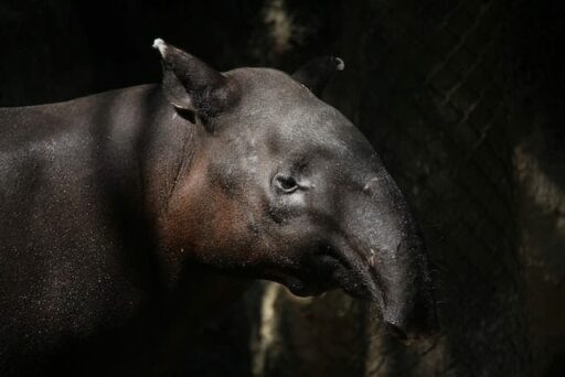 tapir endangered animal