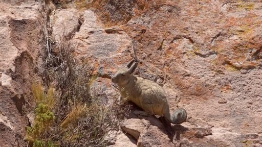 Mountain Viscacha endangered animal