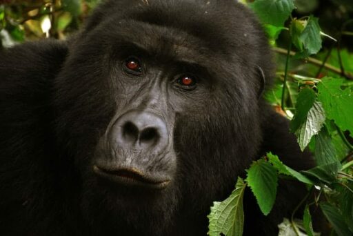gorilla endangered animal africa
