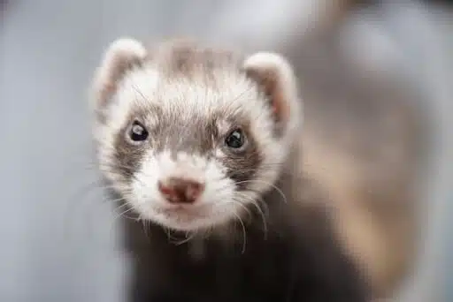 black footed ferret most endangered animals in North America 