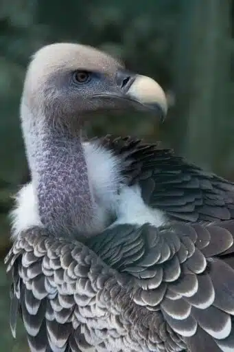 White dumped vulture