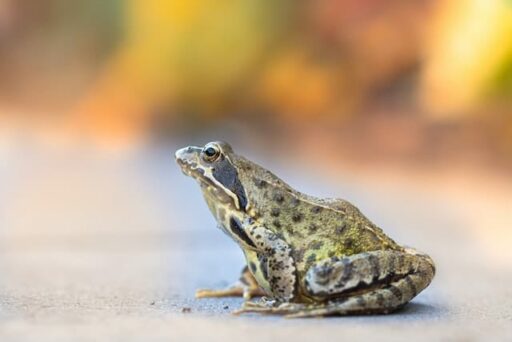 true frog endangered amphibian