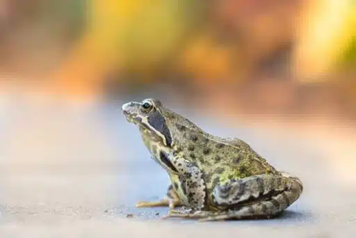 true frog endangered amphibian