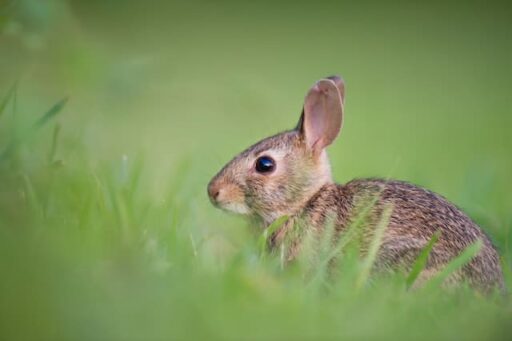The Eastern Cottontail Rabbit cutest animal