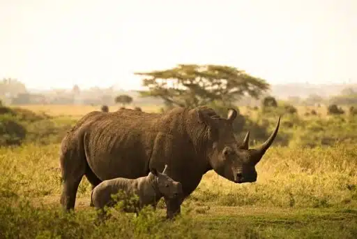 black rhino endangered animal