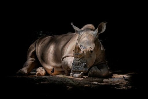 Sunda Rhinoceros endangered animal