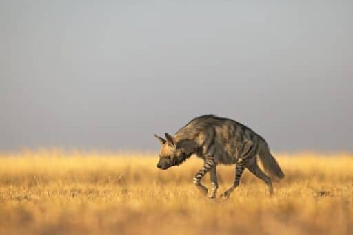 Striped Hyena endangered animal