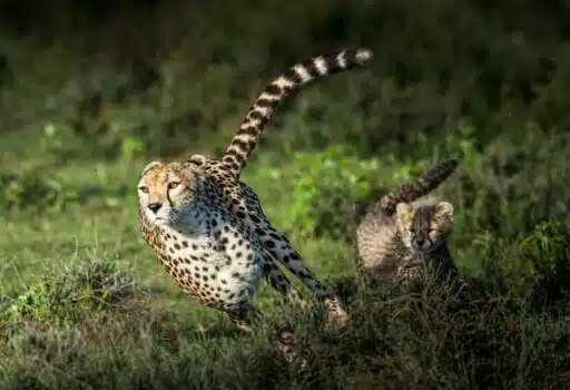 Cheetah endangered animal Africa