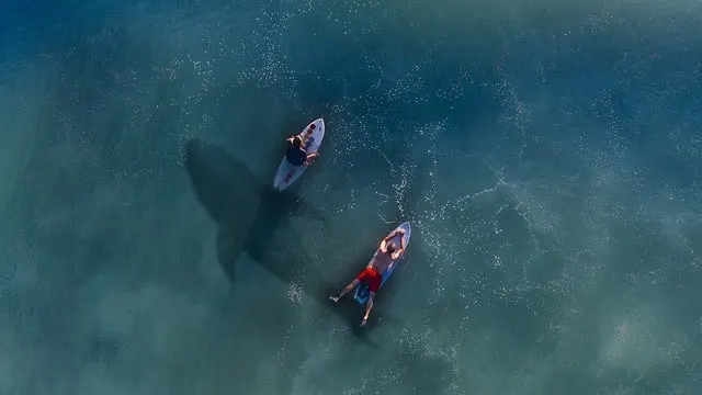 shark and surfers