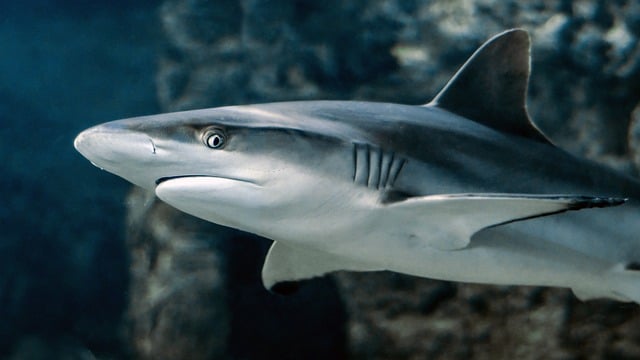 sandbar shark 