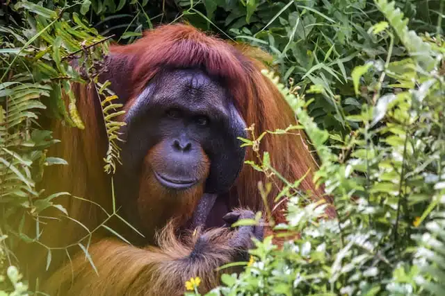 Bornean Orangutan endangered 