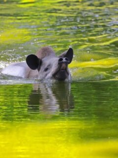 swimming tapir