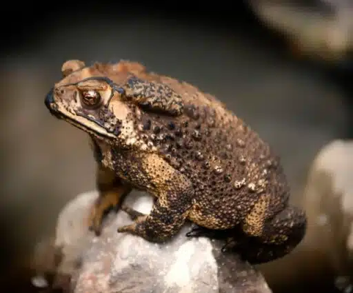 toad on rock