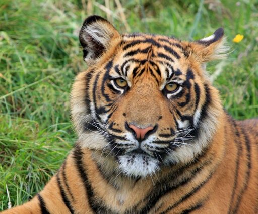 Sumatran tiger endangered animal