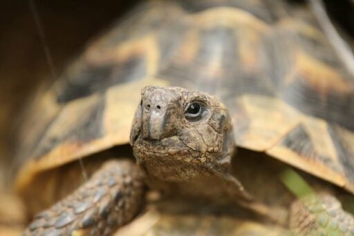 egyptian tortoise endangered animal
