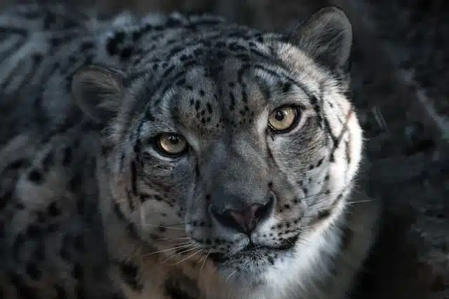Snow Leopard endangered animal Asia