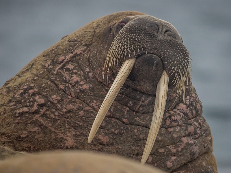 Walrus - brown animals