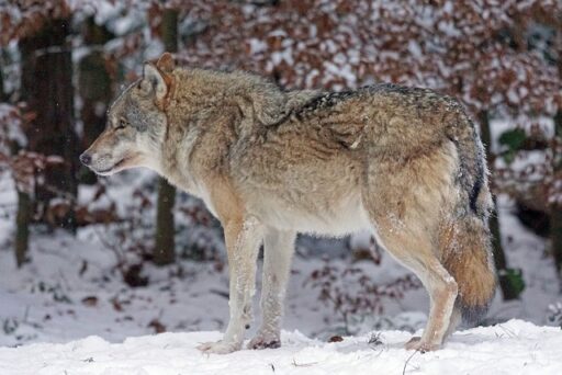 Eurasian Wolf endangered animal