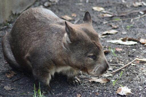 wombat endangered animal Australia