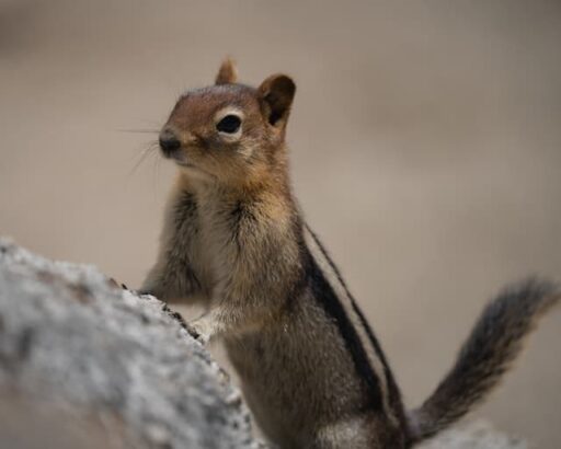 Antelope Ground Squirrel cutest animal