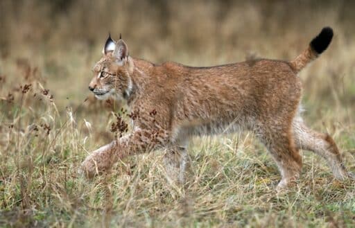 Iberian lynx endangered animal