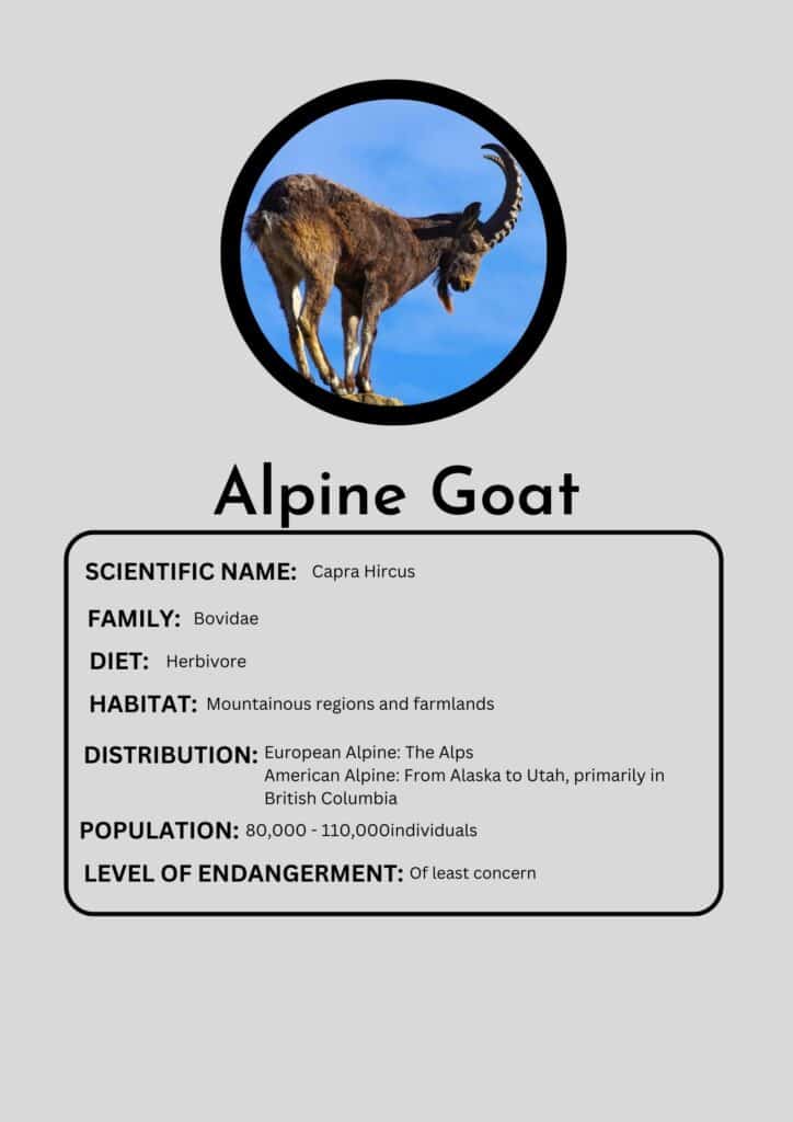 Alpine goat fact box