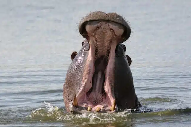 Hippo with open mouth