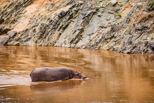 Rhino vs. Hippo: Hippo in habitat