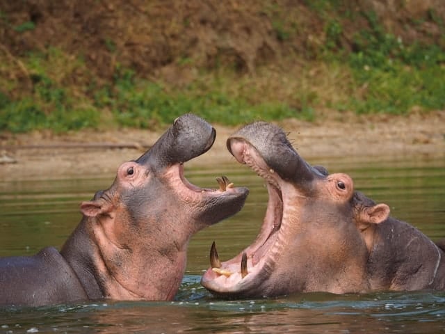 Rhino vs. Hippo: Hippo attack