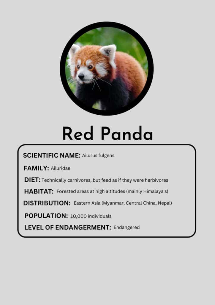 red panda fact box